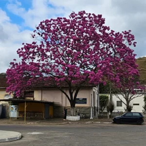 Ipê rosa