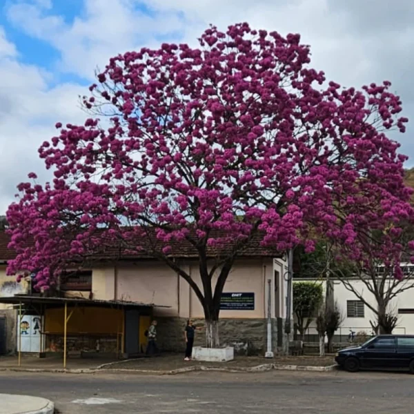 Ipê rosa - Imagem 2