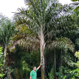 Palmeira areca de locuba
