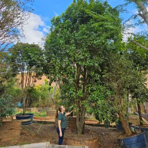 Abricó de Macaco