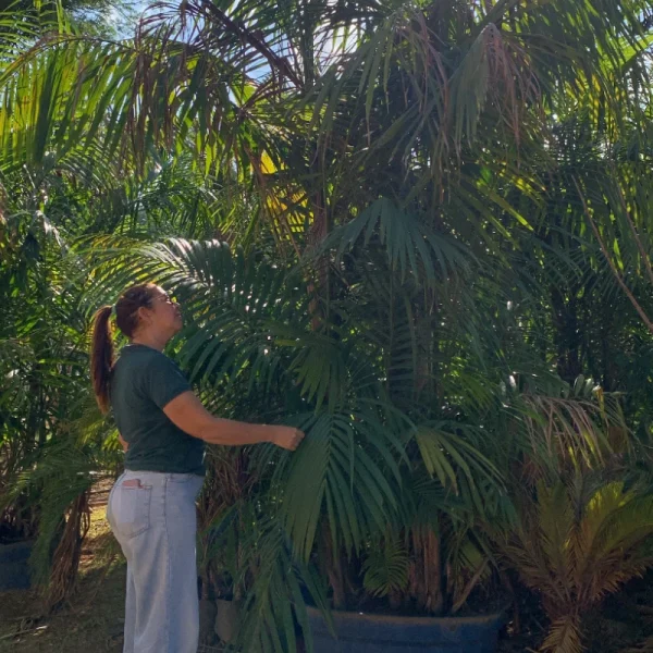 Palmito açaí