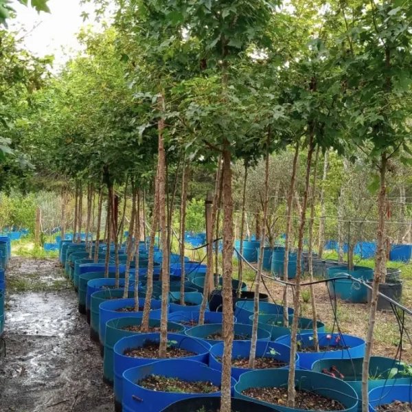 Acer rubro