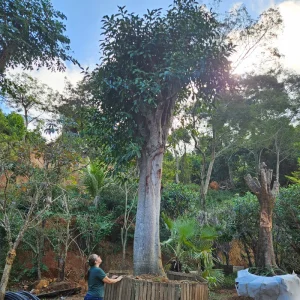 Figueira branca
