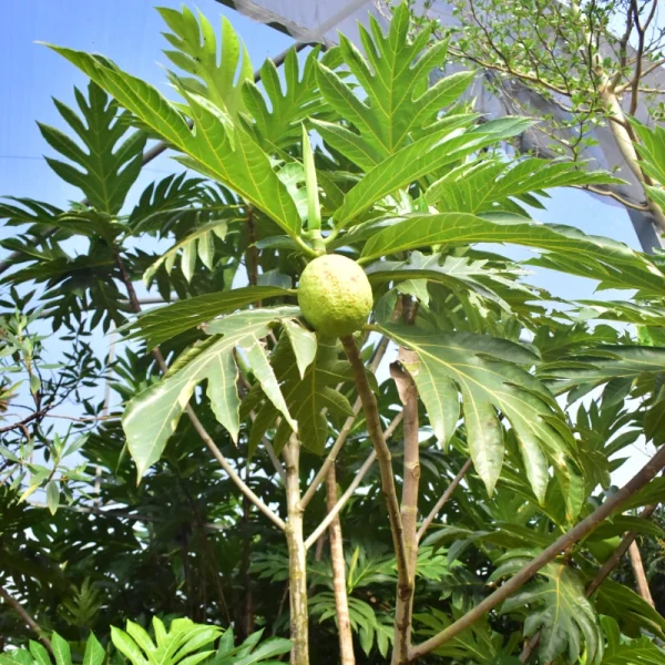Fruta pão - Imagem 7