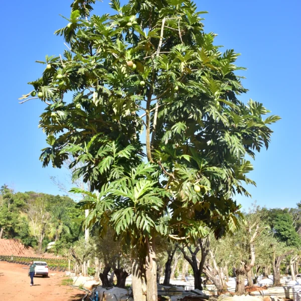 Fruta pão - Imagem 5