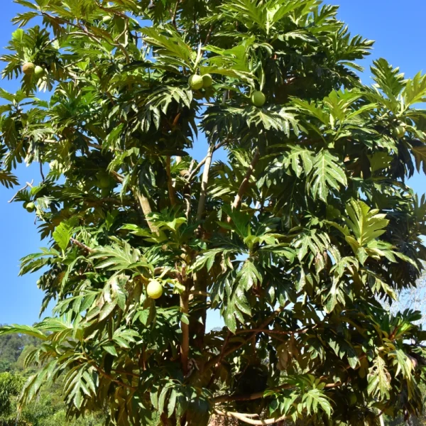 Fruta pão - Imagem 2