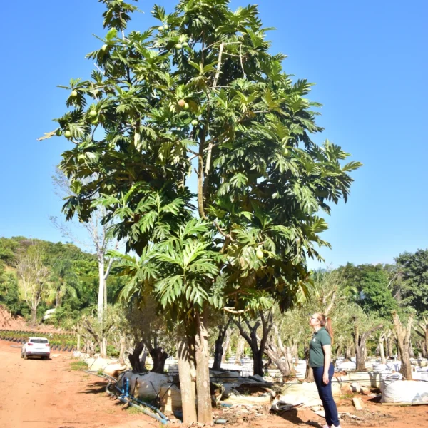 Fruta pão - Imagem 6