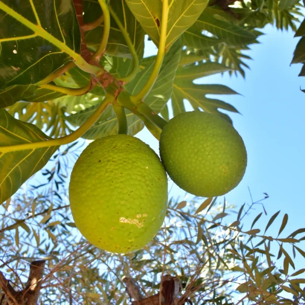 Fruta pão - Imagem 3