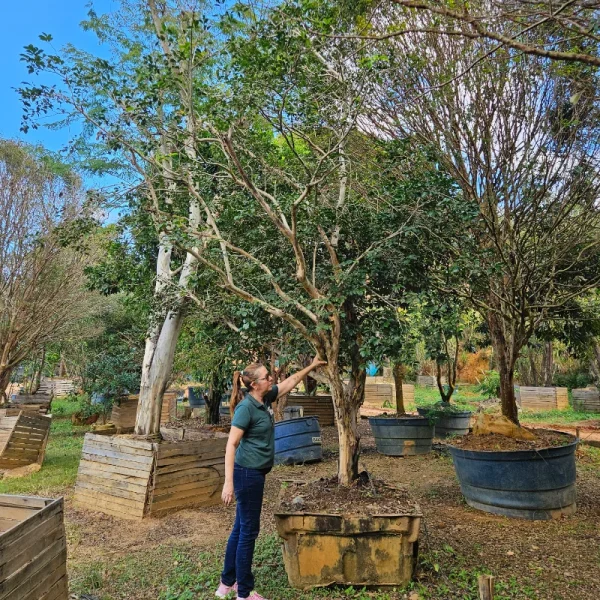 Goiaba