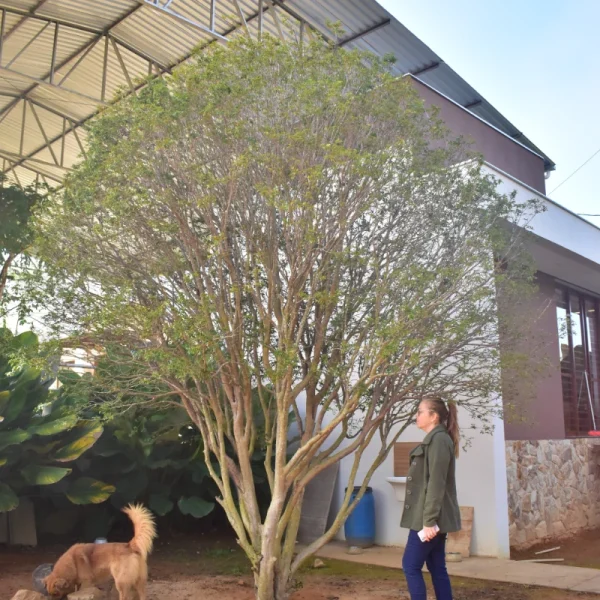 Jabuticaba - Imagem 2