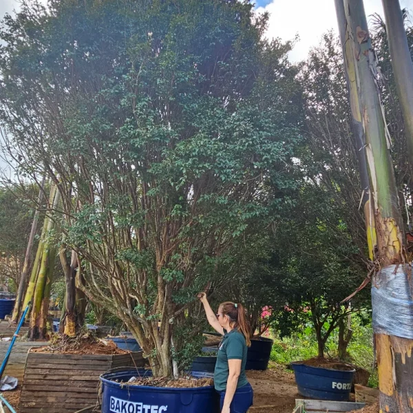 Jabuticaba - Imagem 7
