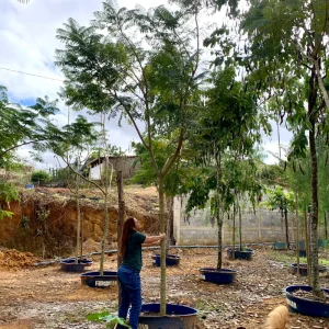Jacaranda mimoso