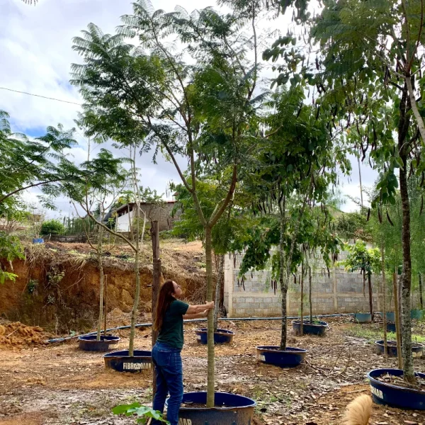 Jacaranda mimoso