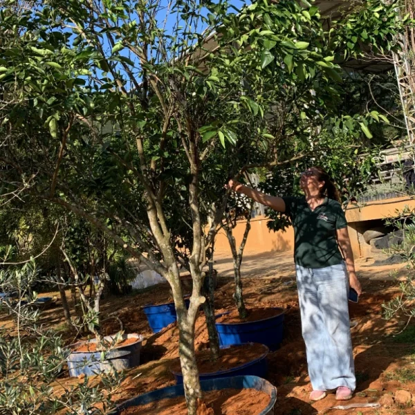 Laranja bahia