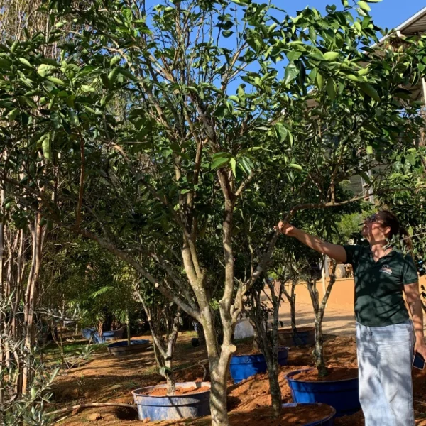 Laranja bahia - Imagem 2