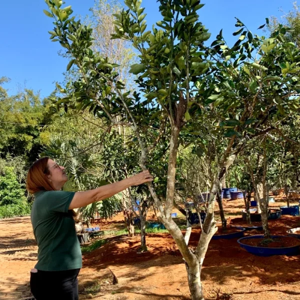 Laranja lima - Imagem 5