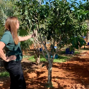 Laranja lima da Pérsia