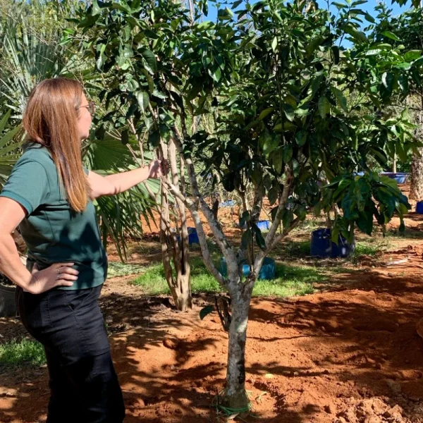 Laranja lima da Pérsia