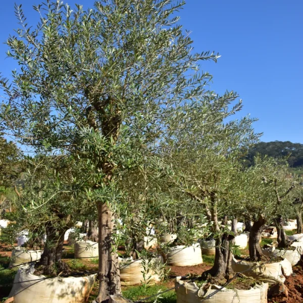 Oliveira - Imagem 4