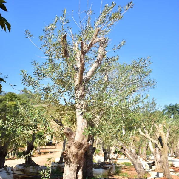 Oliveira - Imagem 5