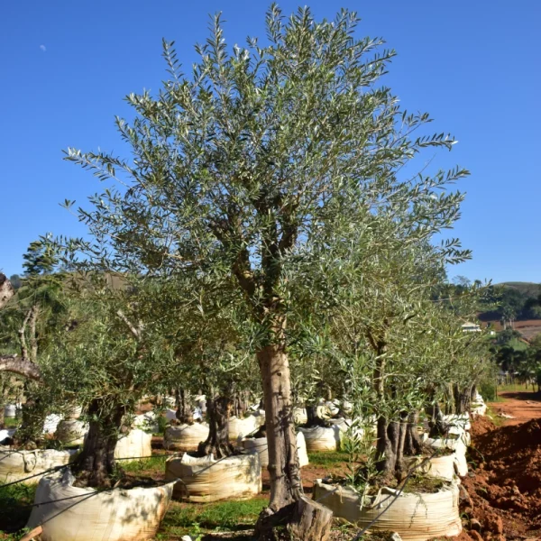 Oliveira - Imagem 6