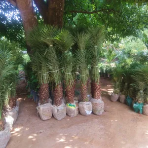 Palmeira fênix