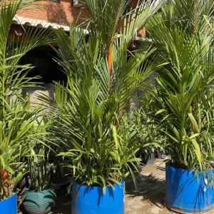 Palmeira laka