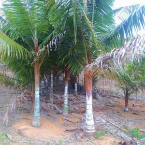 Palmeira pescoço marrom