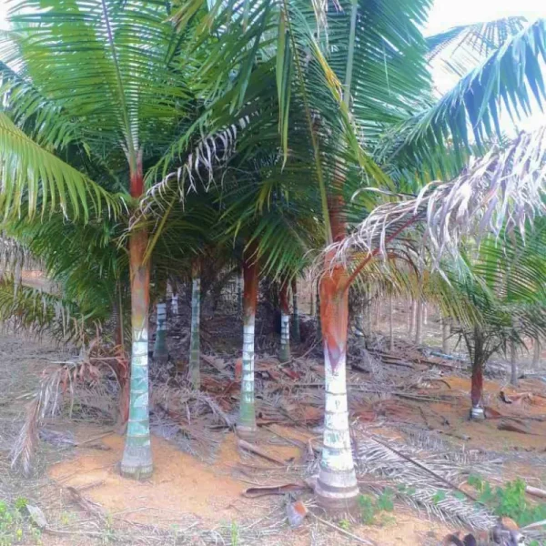Palmeira pescoço marrom