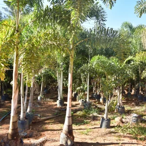 Palmeira rabo de raposa
