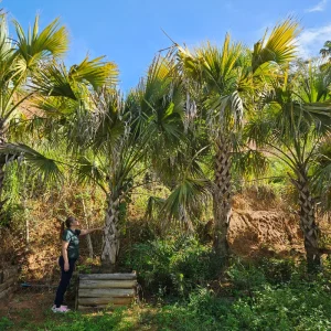 Palmeira Washingtonia