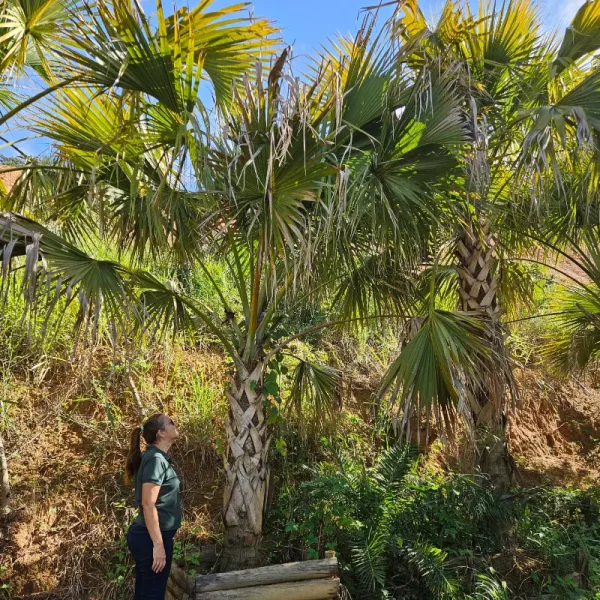 Palmeira Washingtonia - Imagem 2