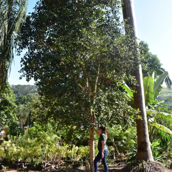 Pimenta da Jamaica - Imagem 3