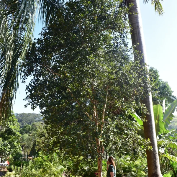 Pimenta da Jamaica