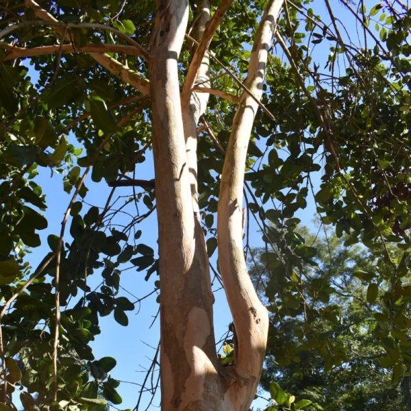Pimenta da Jamaica - Imagem 4
