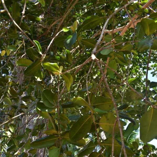 Pimenta da Jamaica - Imagem 2
