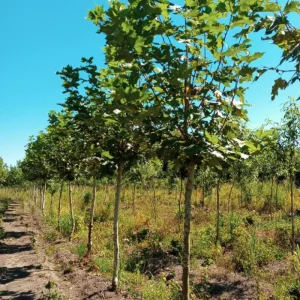 Planatus