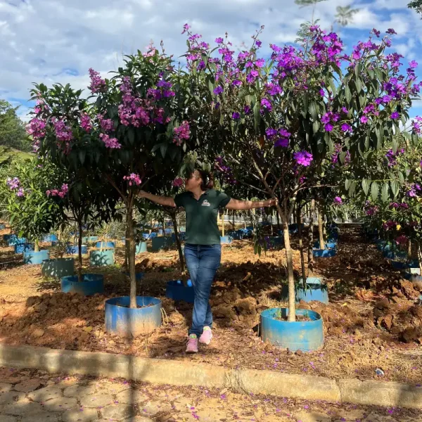 Quaresmeira - Imagem 2