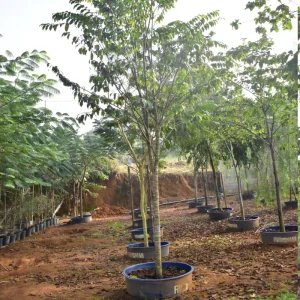 Sapucaia