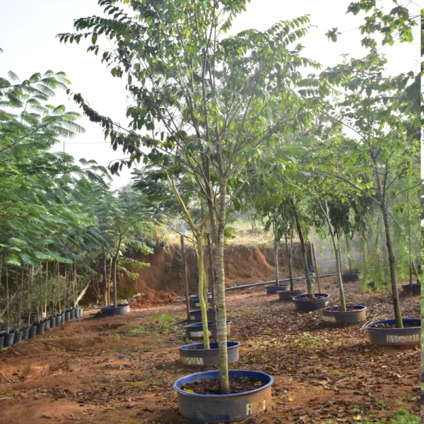 Sapucaia