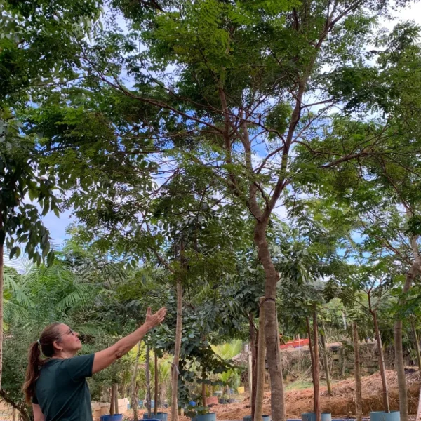 Sibipiruna - Imagem 5