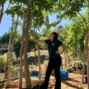 Umbú cajá